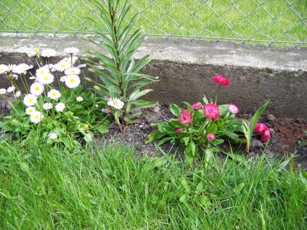 Stokrotki przy płocie