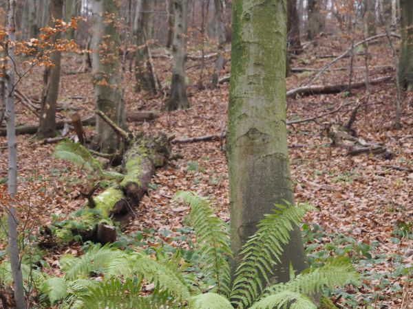 paproć leśna - tu w okazie paprotka zwyczajna, bywa też : zanokcica, podrzeń żebrowiec czy języcznik zwyczajny - są wyjątkowo dobrze przystosowane do  przetrwan