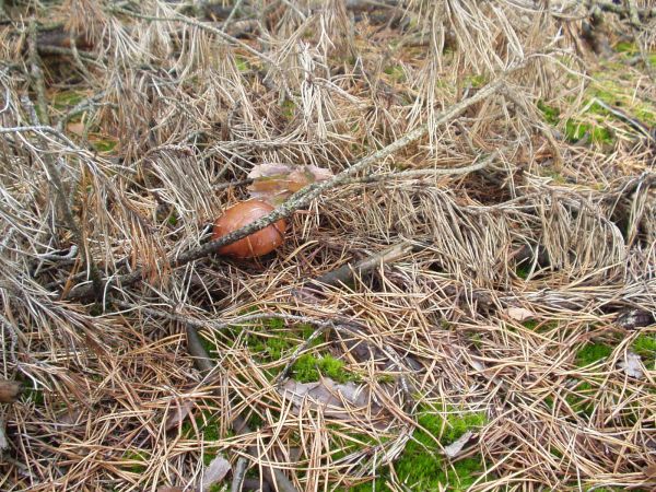 Maluch schowany w igliwiu