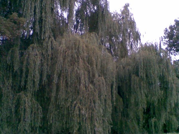 zdjecie Sosnowiec