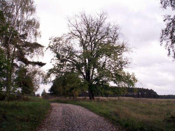Droga leśna STARA kORYTNICA