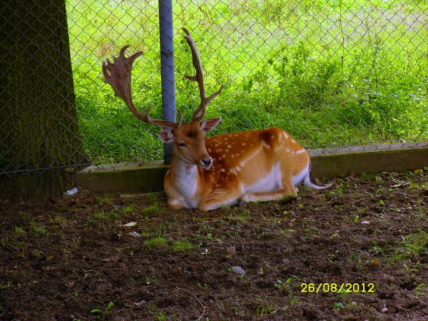Park Krasnala - żywy daniel