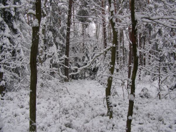 zdjecie Zalesie Górne