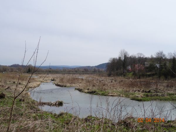linia brzegowa rzeki San a raczej jej koryta, zasilone wodami rzeki Olszanka -  tam siedlisko - ostoja dużych, rzadkich ptaków wodnych, m.in. czapli siwej, gągo