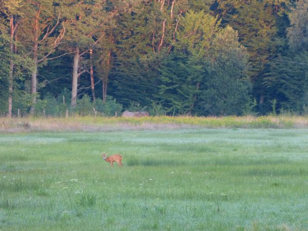 zdjecie Białowieża