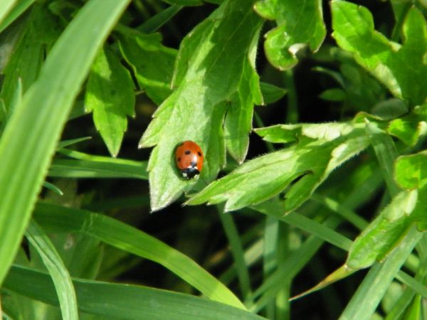 Biedronka podczs meczu z Kwisą Świeradów Zdrój