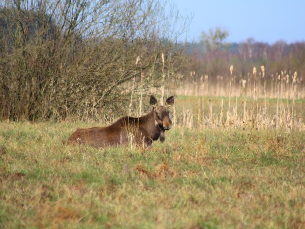 Na Tyniewickich bagnach.