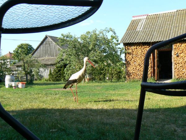 zdjecie Tyniewicze Duże