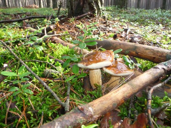 Od takich grzybów się zaczyna