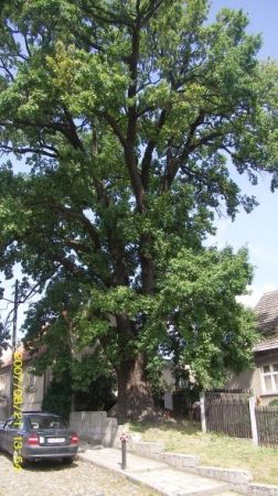 Osieczna - dąb o obwodzie pnia ok. 4,4m