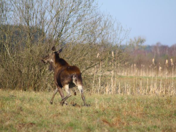 zdjecie Tyniewicze Duże