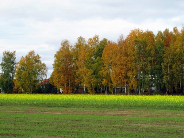 Pola oraz lasek z brzózek przy ulicy Wiśniowej