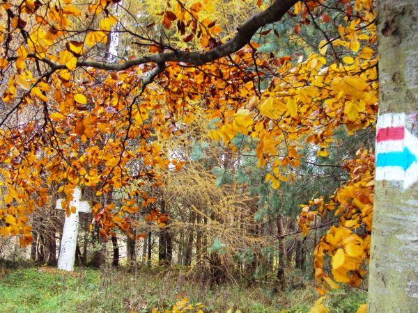 Przydrożny krzyż i rozwidlenie szlaków pieszych.