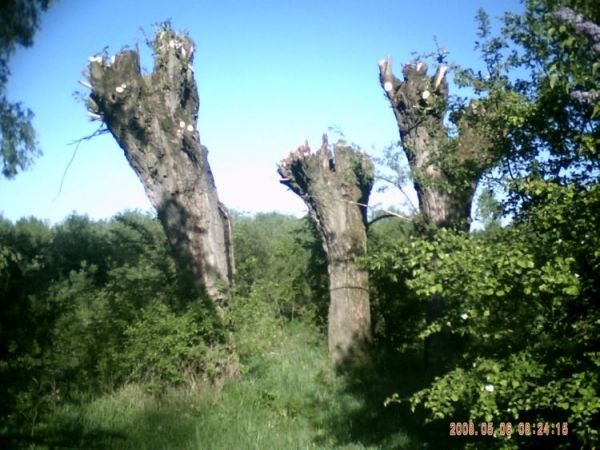 zdjecie Stare Kaliszany