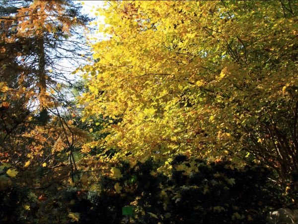 Arboretum w Bolestraszycach - jesienią.