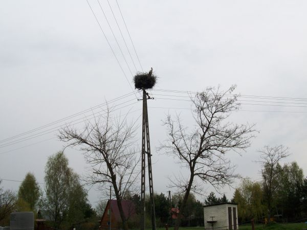 "Dyskotekowy" bocian