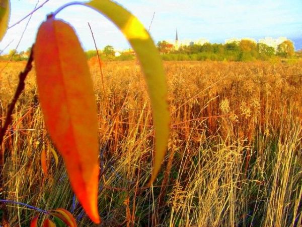 Legnica-Osiedle Piekary C, jesienny krajobraz