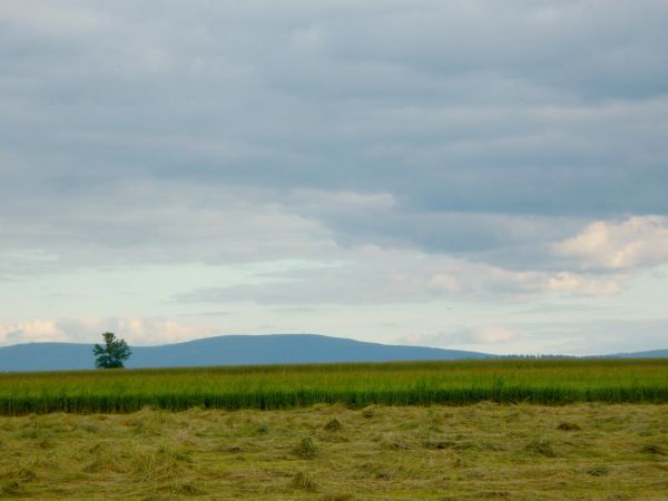 Sianokosy we Włosieniu. W tle Góry Izerskie.