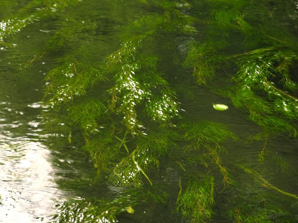 Rzeka Wda. Zdjęcie zrobione z kładki dla pieszych przy kajakarni.