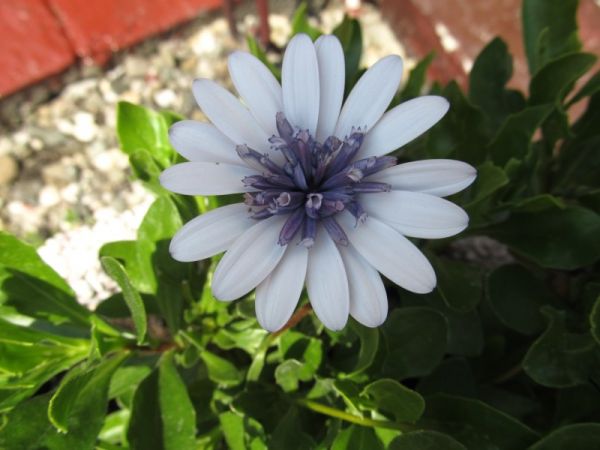 zdjecie Pietrzykowice