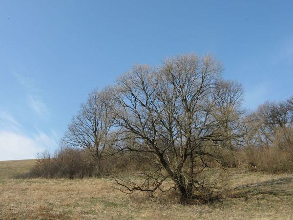 może kuźnia tu stała, by konie w cieniu..., była też niewielka murowana cerkiewka pw. Narodzenia Bogurodzicy, w prywatnym domu naukę prowadziła nauczycielka i w