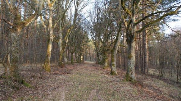 Tajemnicza aleja w środku lasu. Iłowiec - marzec 2012.