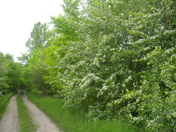 zdjecie Konopki Wielkie