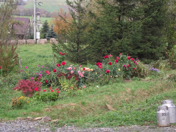 bańki z mlekiem, przy zagrodzie baloty z sianokiszonką do chowu zwierząt wcześniej ogródek - zagony kwiecia w pełnej krasie - i to stanowi o sielskości wsi nasz