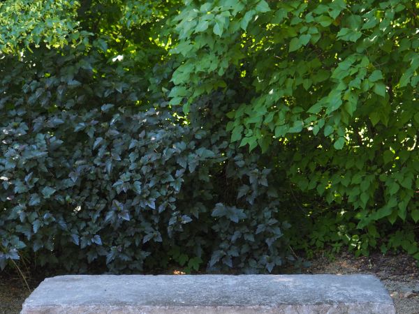 ławka zw. "Ławką zakochanych", neogotycka marmurowa wystawiona w 1832 roku przez Amelię z Bronikowskich Załuską z okazji przyjazdu Zygmunta Krasińskiego z Genew