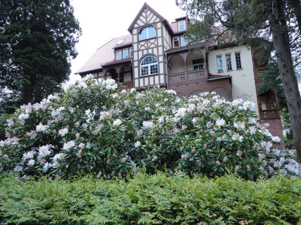 Kwitnące rododendrony.