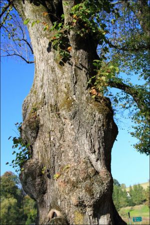 Cerkiew św. Dymitra w Kuźminie - drewniana  cerkiew greckokatolicka . Została zbudowana w 1814 r. Obecnie użytkowana jest jako kościół rzymskokatolicki pw. Matk