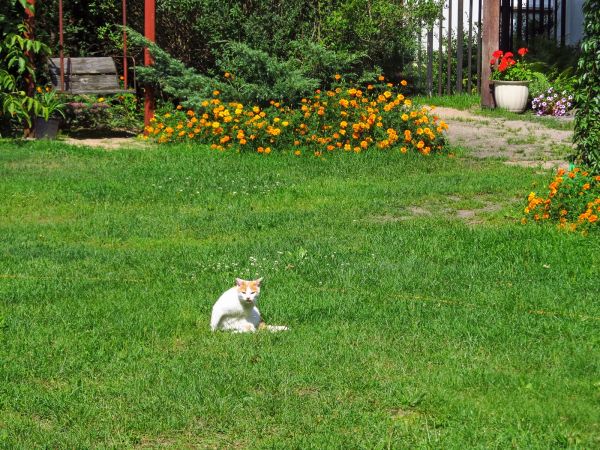 Ogród w centrum miasta
