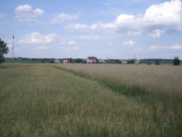łany zboża Droblin