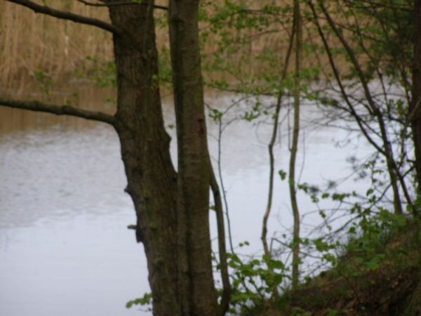 zdjecie Zalesie Górne