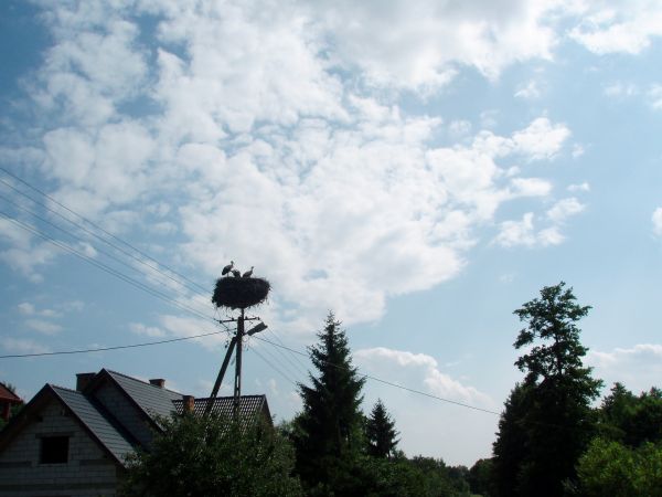 zdjecie Chrząchówek