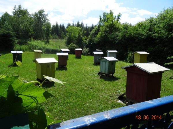 goszczeni byliśmy na zaprzyjaźnionej pasiece, wysłuchaliśmy też, że narzędziami, jakich pasiecznicy używają są: krawacz - wielki nóż z drewnianą rękojeścią, kur