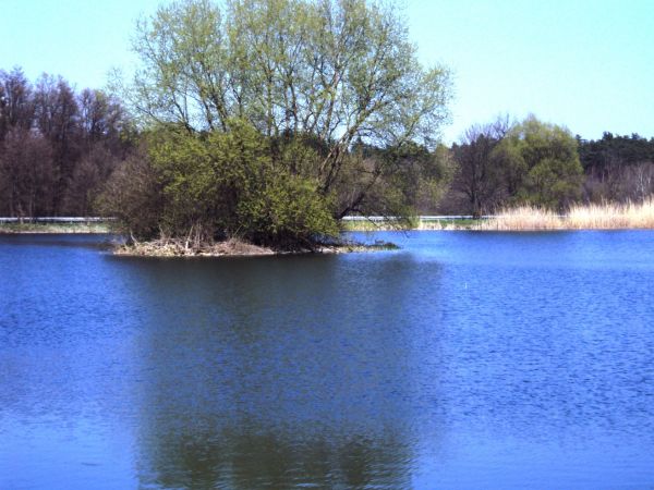 Własnością Spółdzielni jest też pięknie położony zarybiony staw, który odwiedza różne ptactwo wodne.
