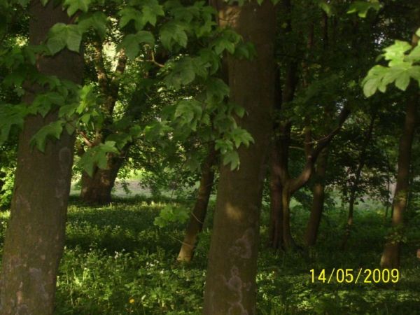 zdjecie Dobieszewice