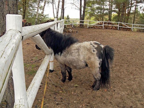Kucyk przy Niedźwiadku