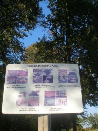 Takie mamy drzewa w parku przypałacowym