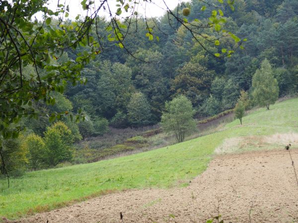 w kompleksach leśnych są celowo pasy zaporowe - łowieckie poletka żerowe i zgryzowe lokalizowane w lesie na drodze do pól lub upraw leśnych, mające na celu zatr