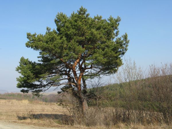 Pogórze Bukowskie - na progu wiosny, droga ze m. Zboiska /jest galeria - zapraszam/ przez m. Bełchówka /jest galeria - zapraszam/ i wzgórze Wyszołaz - 590m npm