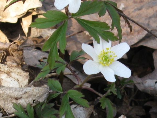 Zakwitły już zawilce...