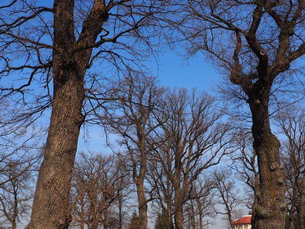 na obrzeżach podworskiego parku - a tam pomnikowe okazy : 400 - 500 letnie dęby.