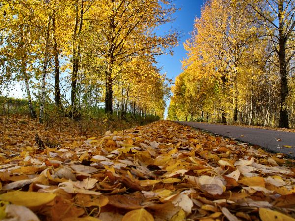 zdjecie Tyniewicze Duże