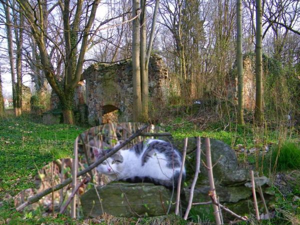 nie wiem na sto procent czy to dawny browar ruiny dość ciekawe razem z tym kotem