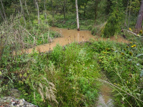 woda zburzona, mętna - tam pod jej lustrem robota wre, budulec i żywnościowe zapasy z okolic ściągają - często tzw. rynnami - zatapiają i do spiżarni - ale "nie