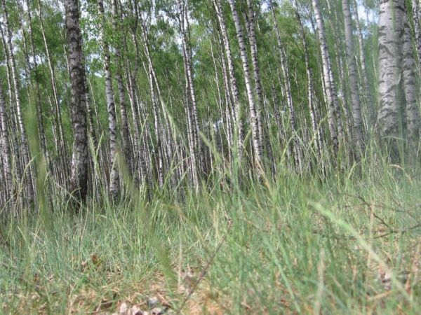Las brzozowy.