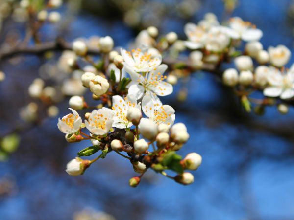 Łopienno,oznaki wiosny.