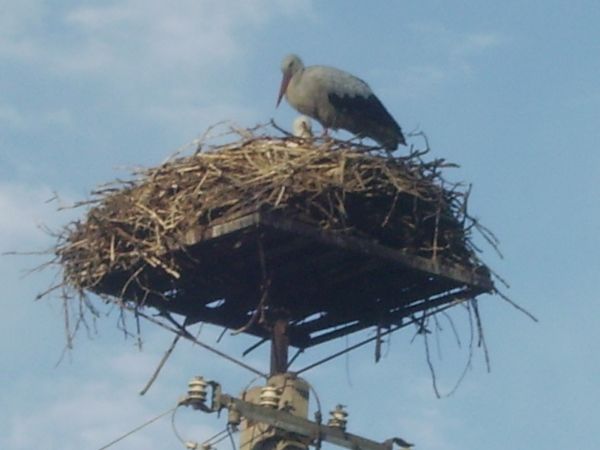 Turna jest przyjaznym miejscem dla bocianów
 (mieszkańcy mówią o nich "klekoty"), których latem jest 
w tej okolicy mnóstwo - gniazdo na słupie we wiosce